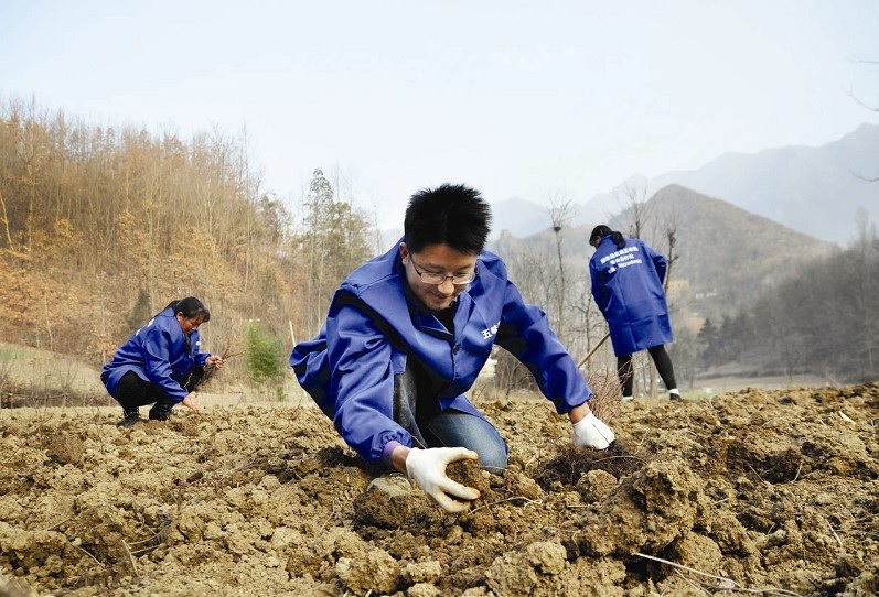 冬季的冷风中,翁新强正带领着一帮乡亲在地里赶种五味子苗